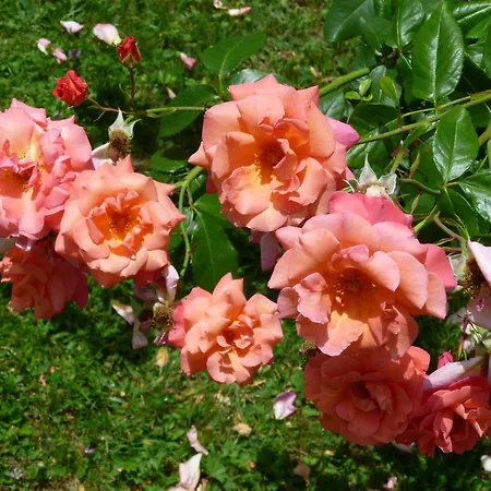 Heimatliebe Apartamento